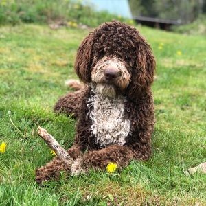 Meet your Posher, Ellie